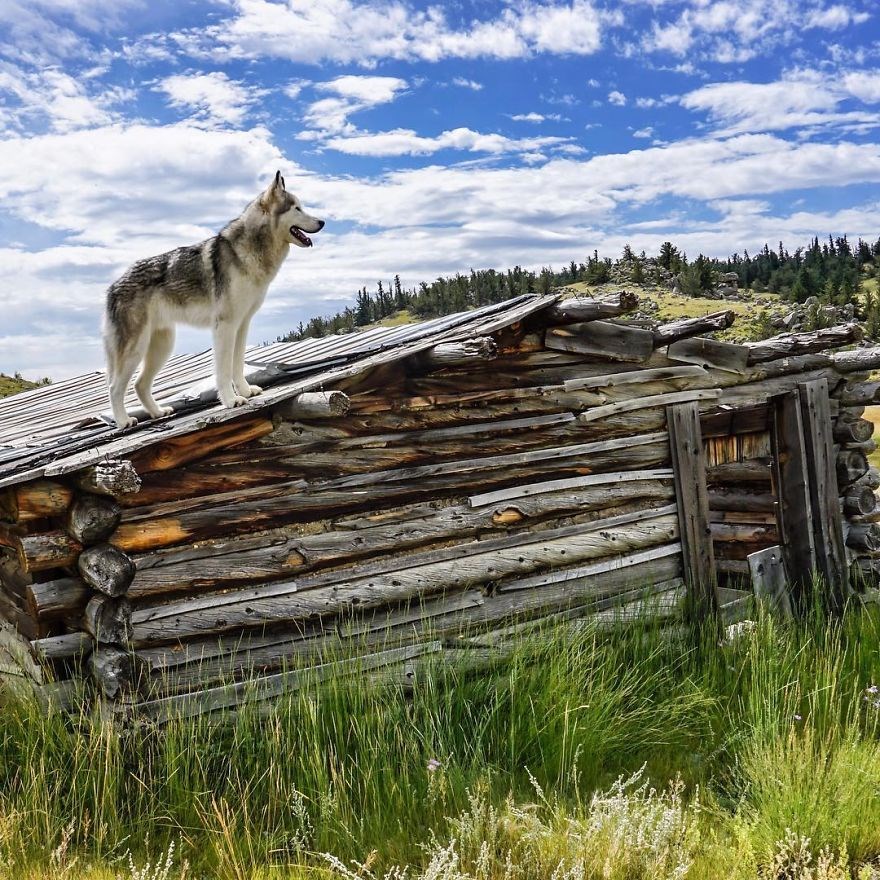 loki the wolfdog, dunyayı gezen kopekler, instagram fenomeni kopekler, gezgin kopekler, kampçı kopekler