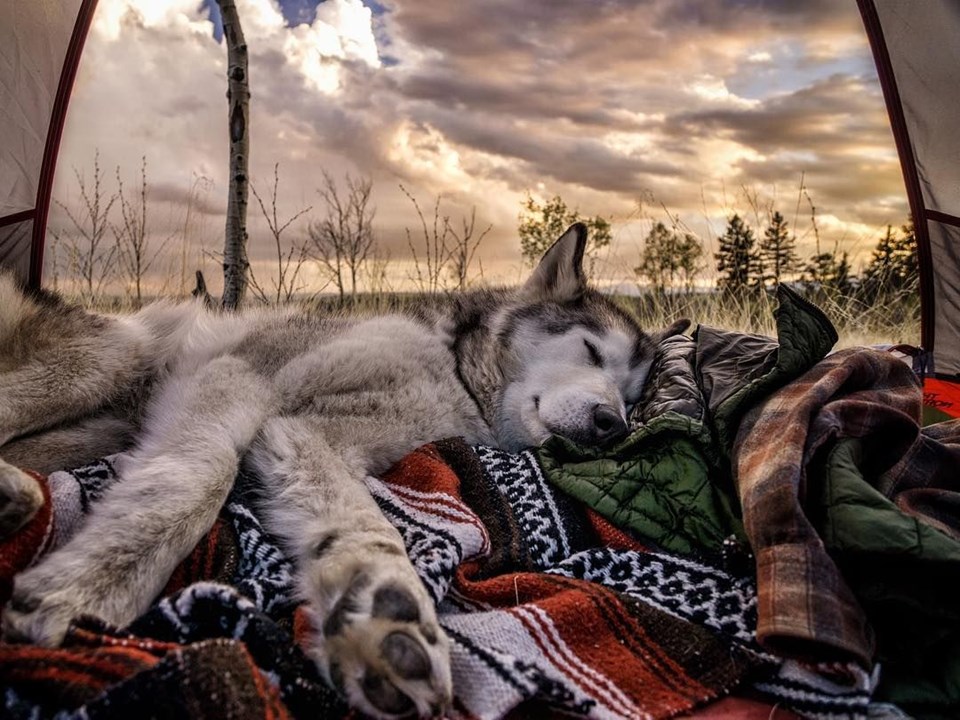 loki the wolfdog, dunyayı gezen kopekler, instagram fenomeni kopekler, gezgin kopekler, kampçı kopekler
