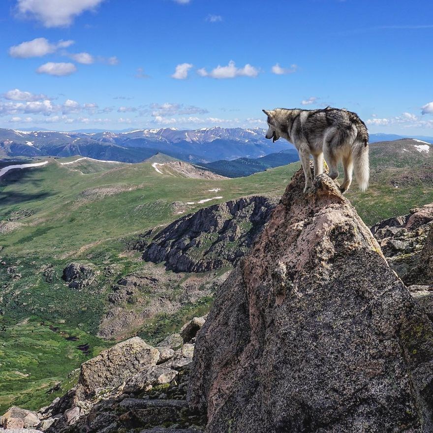 loki the wolfdog, dunyayı gezen kopekler, instagram fenomeni kopekler, gezgin kopekler, kampçı kopekler