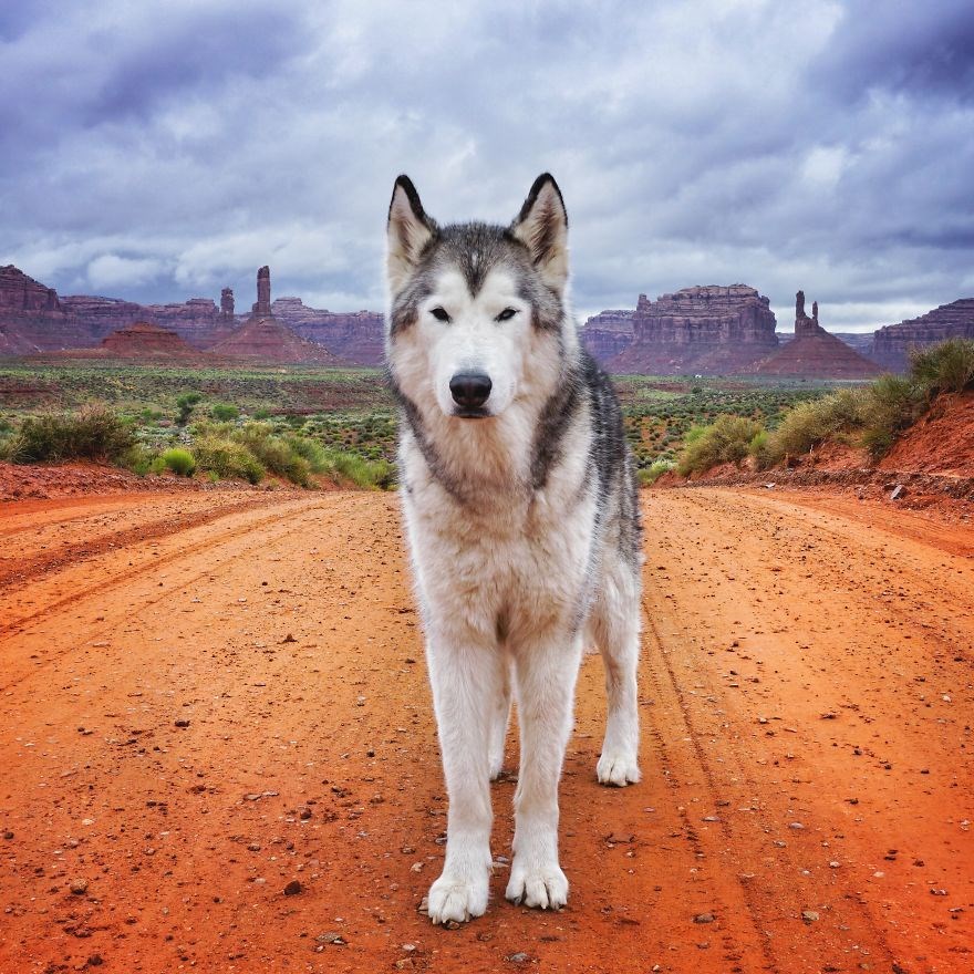 loki the wolfdog, dunyayı gezen kopekler, instagram fenomeni kopekler, gezgin kopekler, kampçı kopekler