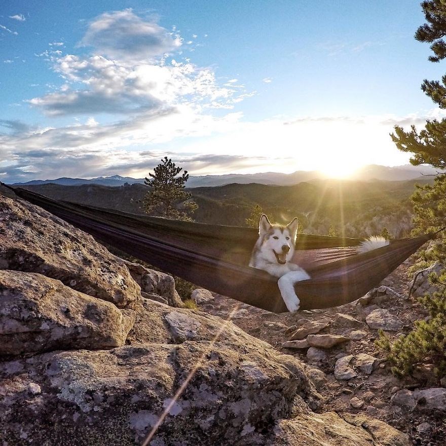 loki the wolfdog, dunyayı gezen kopekler, instagram fenomeni kopekler, gezgin kopekler, kampçı kopekler