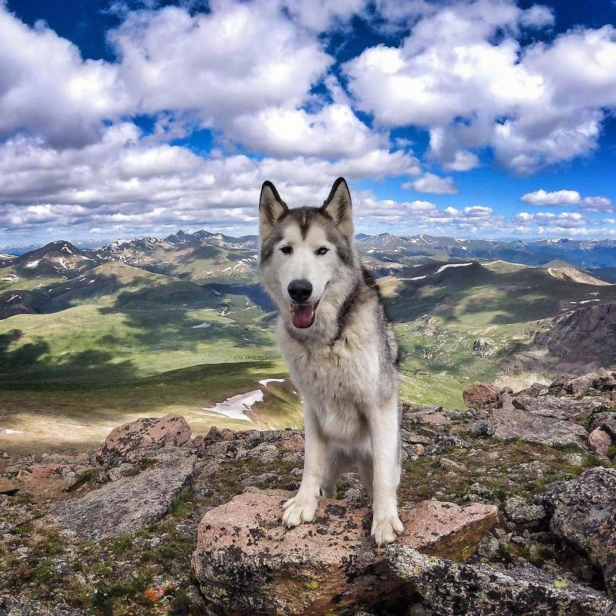 loki the wolfdog, dunyayı gezen kopekler, instagram fenomeni kopekler, gezgin kopekler, kampçı kopekler