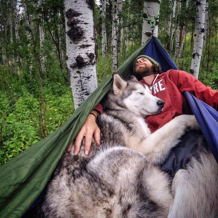 loki the wolfdog, dunyayı gezen kopekler, instagram fenomeni kopekler, gezgin kopekler, kampçı kopekler