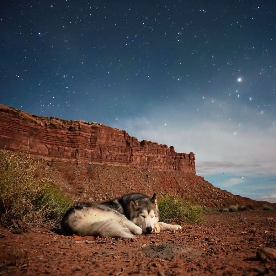loki the wolfdog, dunyayı gezen kopekler, instagram fenomeni kopekler, gezgin kopekler, kampçı kopekler