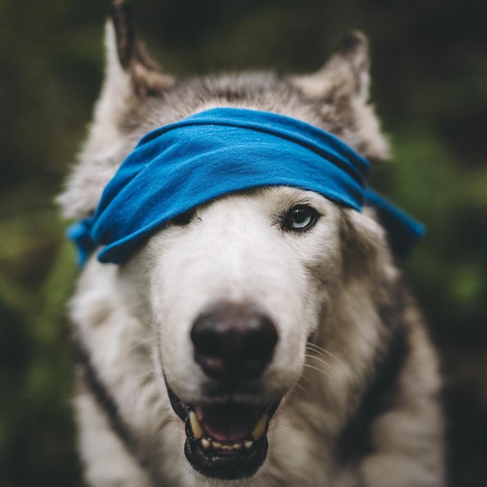 loki the wolfdog, dunyayı gezen kopekler, instagram fenomeni kopekler, gezgin kopekler, kampçı kopekler
