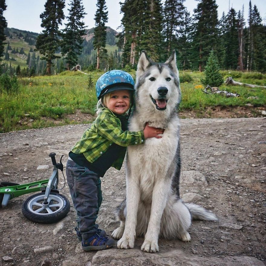 loki the wolfdog, dunyayı gezen kopekler, instagram fenomeni kopekler, gezgin kopekler, kampçı kopekler