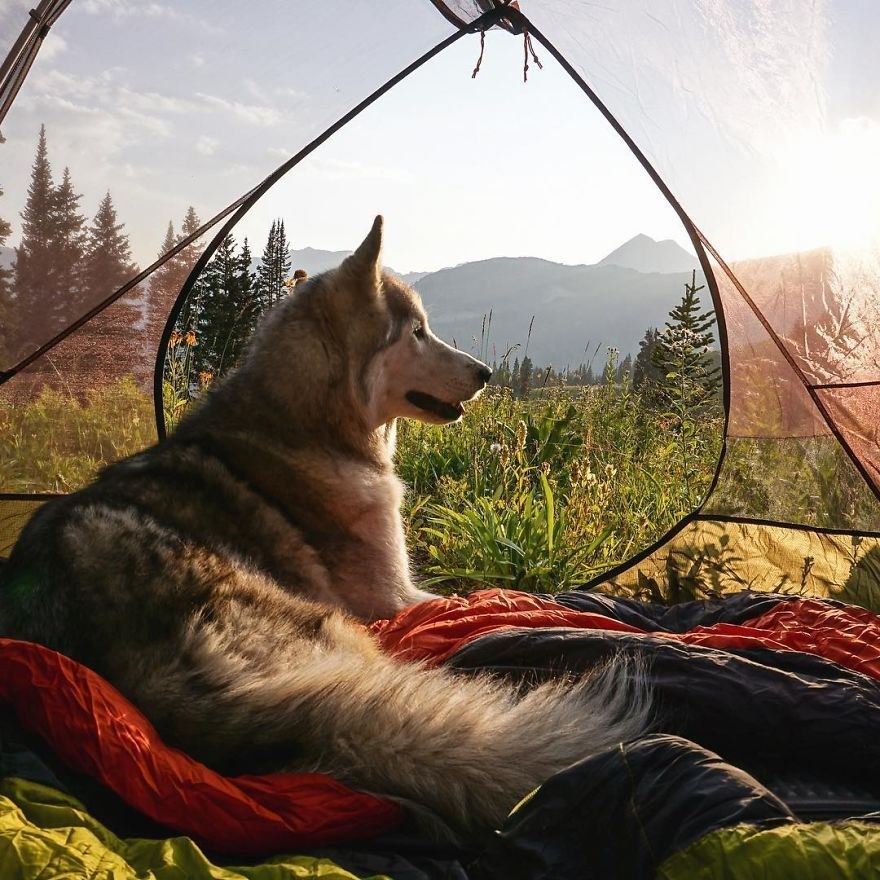 loki the wolfdog, dunyayı gezen kopekler, instagram fenomeni kopekler, gezgin kopekler, kampçı kopekler