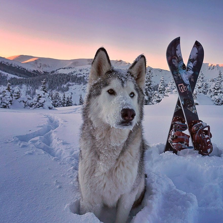 loki the wolfdog, dunyayı gezen kopekler, instagram fenomeni kopekler, gezgin kopekler, kampçı kopekler