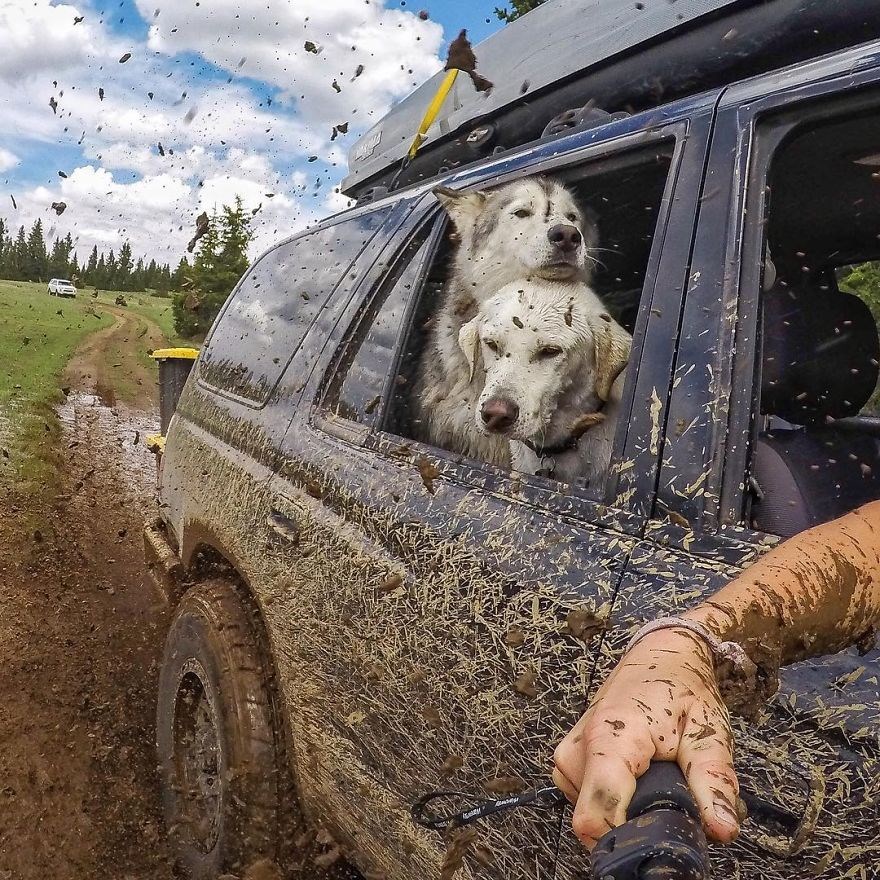 loki the wolfdog, dunyayı gezen kopekler, instagram fenomeni kopekler, gezgin kopekler, kampçı kopekler