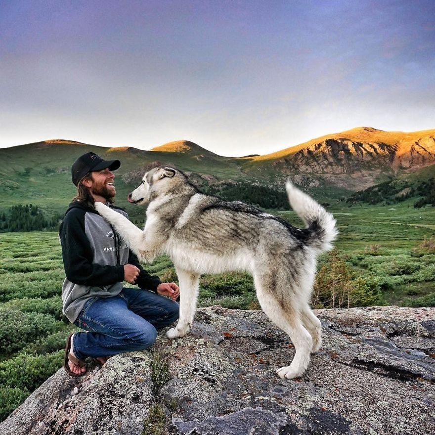loki the wolfdog, dunyayı gezen kopekler, instagram fenomeni kopekler, gezgin kopekler, kampçı kopekler
