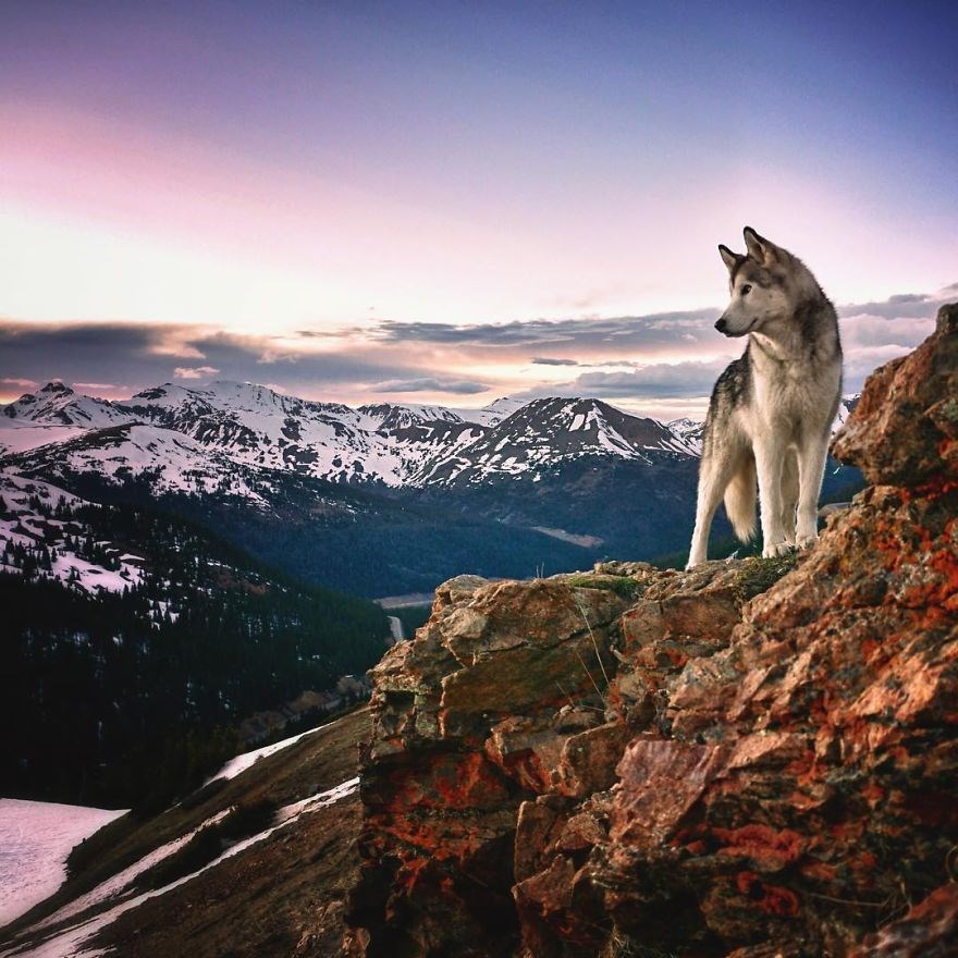 loki the wolfdog, dunyayı gezen kopekler, instagram fenomeni kopekler, gezgin kopekler, kampçı kopekler
