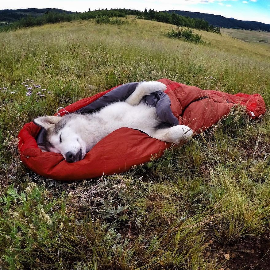 loki the wolfdog, dunyayı gezen kopekler, instagram fenomeni kopekler, gezgin kopekler, kampçı kopekler