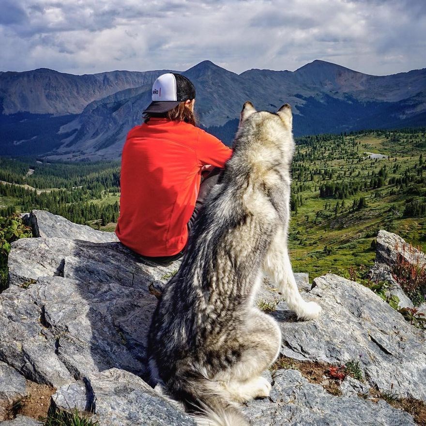 loki the wolfdog, dunyayı gezen kopekler, instagram fenomeni kopekler, gezgin kopekler, kampçı kopekler