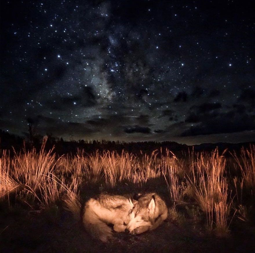 loki the wolfdog, dunyayı gezen kopekler, instagram fenomeni kopekler, gezgin kopekler, kampçı kopekler