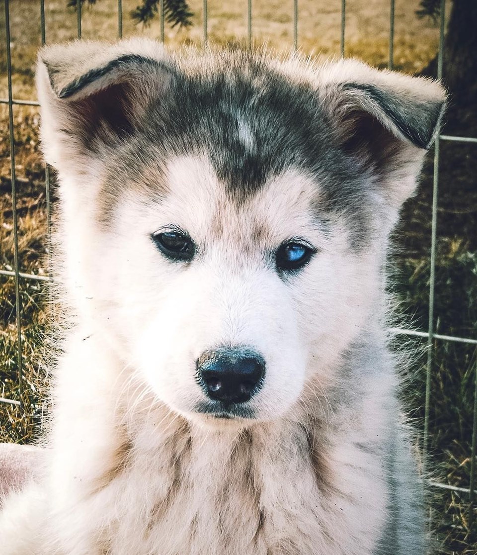 loki the wolfdog, dunyayı gezen kopekler, instagram fenomeni kopekler, gezgin kopekler, kampçı kopekler