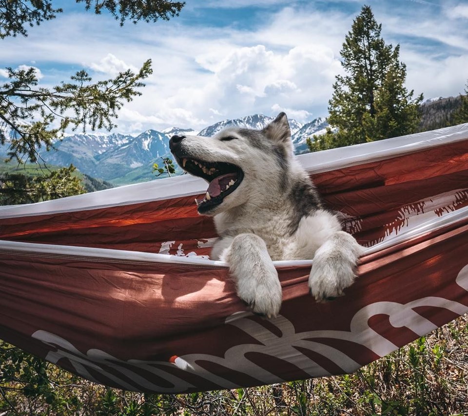 loki the wolfdog, dunyayı gezen kopekler, instagram fenomeni kopekler, gezgin kopekler, kampçı kopekler