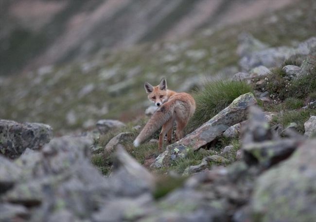 Rize, Kızıl tilki, Kaçkar Dağları Milli Parkı Yaban Hayatı Geliştirme, Çamlıhemşin