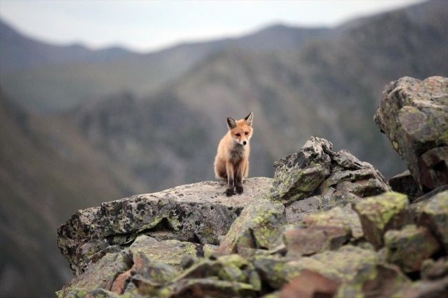 Rize, Kızıl tilki, Kaçkar Dağları Milli Parkı Yaban Hayatı Geliştirme, Çamlıhemşin