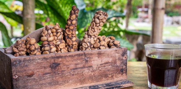 Kedi dışkısından üretilen dünyanın en pahalı kahvesi Kopi Luwak (Kilosu