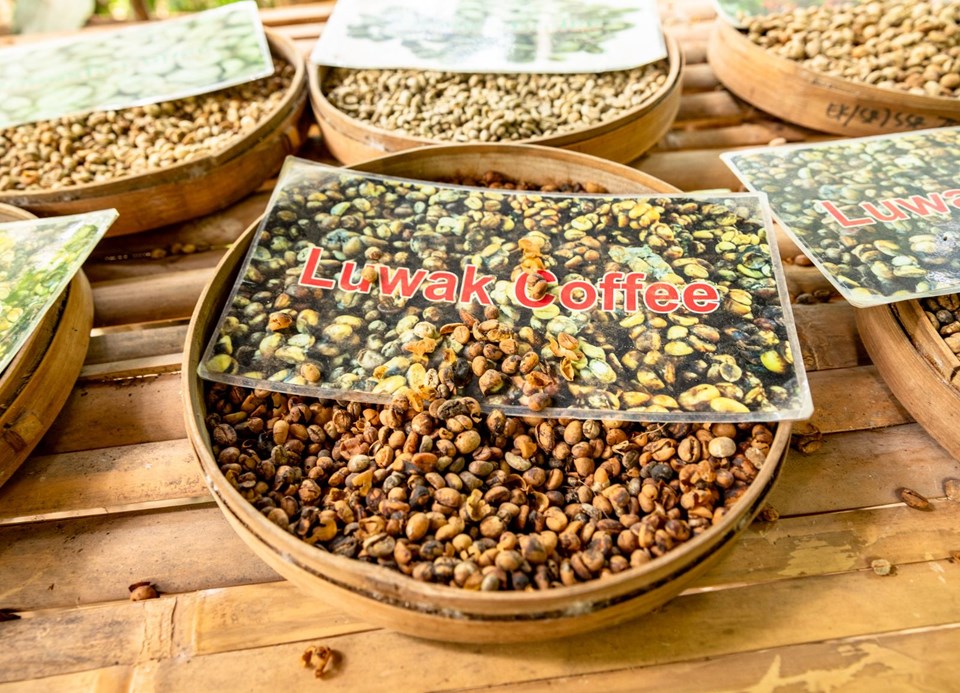 Kopi Luwak kahvesi, misk kedisi, kedi dışkısı kahve, dünyanın en pahalı kahvesi, kopi luwak kahvesi nasıl üretiliyor