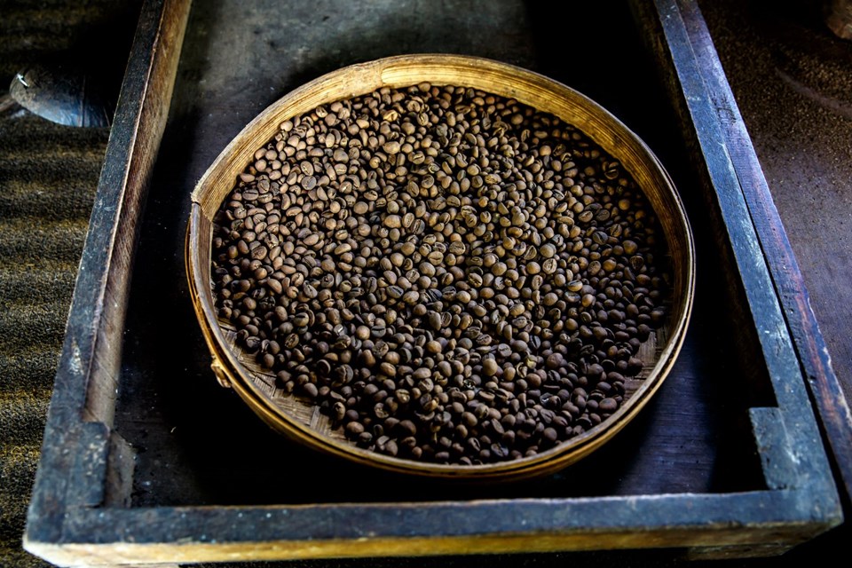Kedi dışkısından üretilen dünyanın en pahalı kahvesi Kopi Luwak (Kilosu