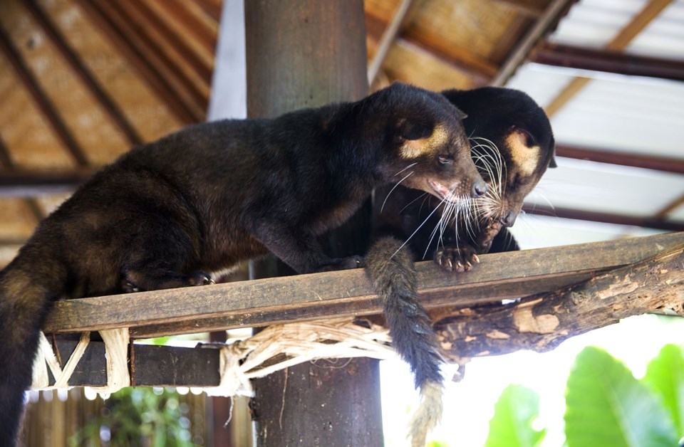 Kopi Luwak kahvesi, misk kedisi, kedi dışkısı kahve, dünyanın en pahalı kahvesi, kopi luwak kahvesi nasıl üretiliyor