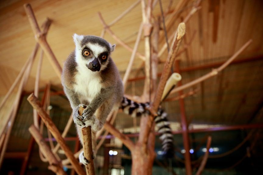 57 TÜRDEN 655 HAYVAN BULUNUYOR