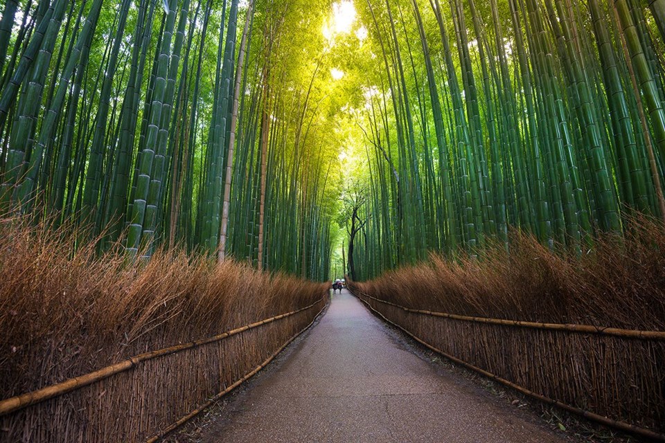 Ağaç tünelleri, çiçek tünelleri, Çiçek turizmi, Doğa, Doğa turizmi, doğal tüneller, İngiltere, İrlanda, Japonya, Orman, Seyahat