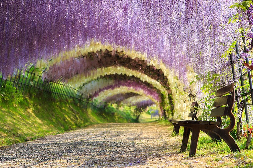 Ağaç tünelleri, çiçek tünelleri, Çiçek turizmi, Doğa, Doğa turizmi, doğal tüneller, İngiltere, İrlanda, Japonya, Orman, Seyahat