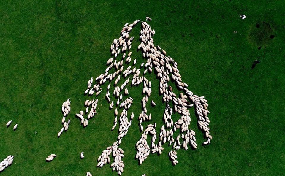 perşembe yaylası, ordu gezilecek yerler, menderesler, aybastı