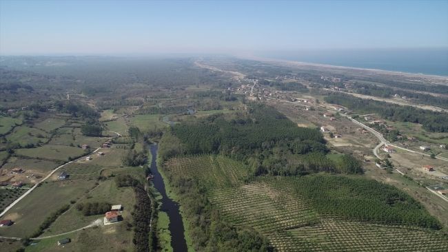 acarlar longozu, sakarya gezilecek yerler, beyaz nilüferler, subasar orman, longoz ormanları