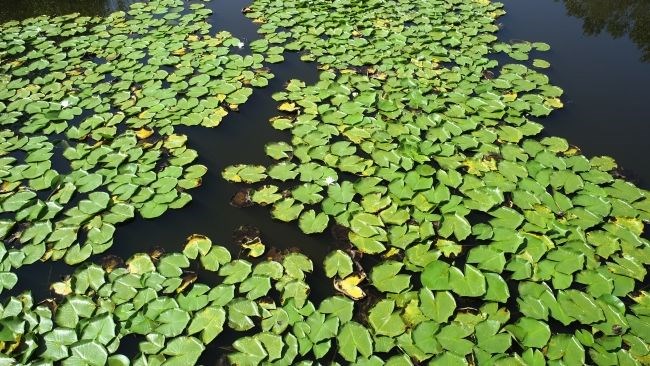 acarlar longozu, sakarya gezilecek yerler, beyaz nilüferler, subasar orman, longoz ormanları
