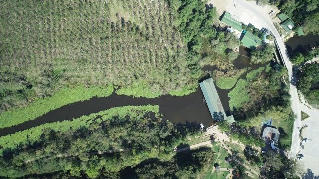 acarlar longozu, sakarya gezilecek yerler, beyaz nilüferler, subasar orman, longoz ormanları