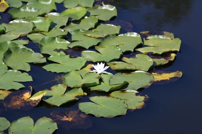 acarlar longozu, sakarya gezilecek yerler, beyaz nilüferler, subasar orman, longoz ormanları