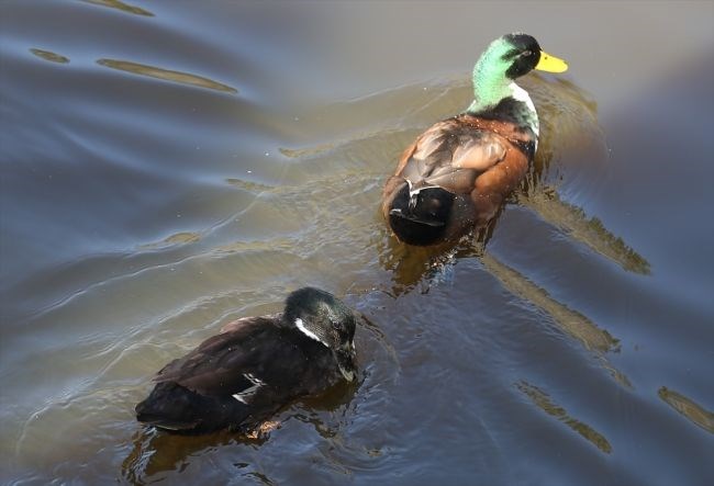 acarlar longozu, sakarya gezilecek yerler, beyaz nilüferler, subasar orman, longoz ormanları