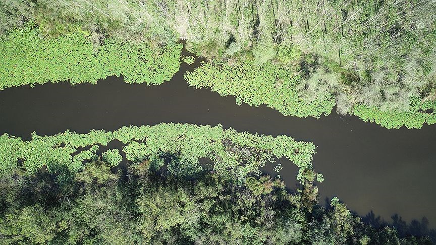 acarlar longozu, sakarya gezilecek yerler, beyaz nilüferler, subasar orman, longoz ormanları