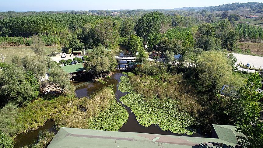 acarlar longozu, sakarya gezilecek yerler, beyaz nilüferler, subasar orman, longoz ormanları