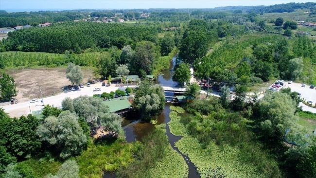 acarlar longozu, türkiye'deki longoz ormanları, longoz ormanları, sakarya gezilecek yerler, acarlar longozu nerede