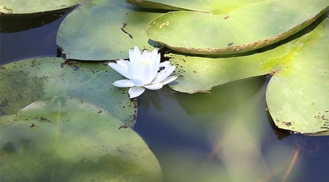 acarlar longozu, türkiye'deki longoz ormanları, longoz ormanları, sakarya gezilecek yerler, acarlar longozu nerede