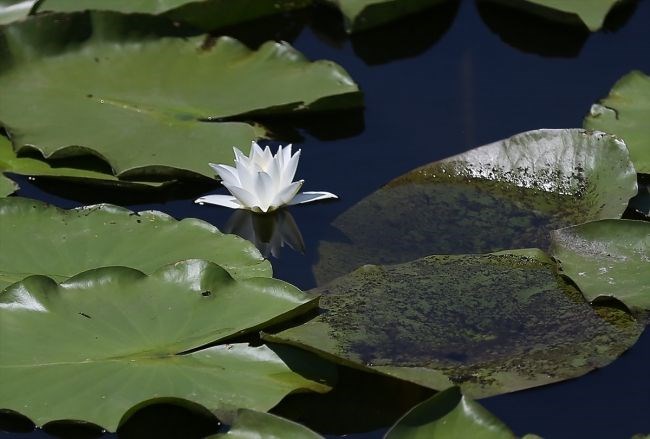 acarlar longozu, türkiye'deki longoz ormanları, longoz ormanları, sakarya gezilecek yerler, acarlar longozu nerede