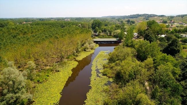 acarlar longozu, türkiye'deki longoz ormanları, longoz ormanları, sakarya gezilecek yerler, acarlar longozu nerede
