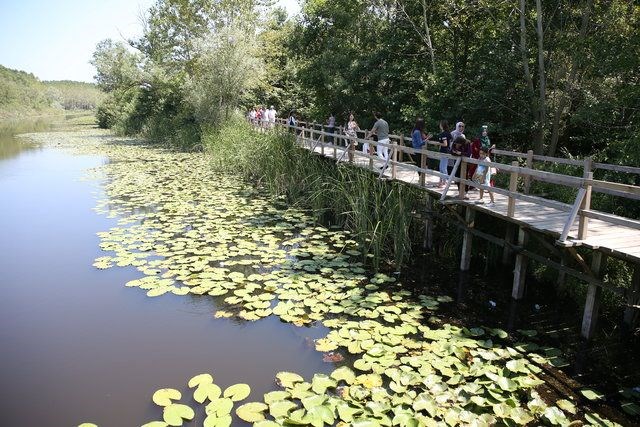 acarlar longozu, türkiye'deki longoz ormanları, longoz ormanları, sakarya gezilecek yerler, acarlar longozu nerede