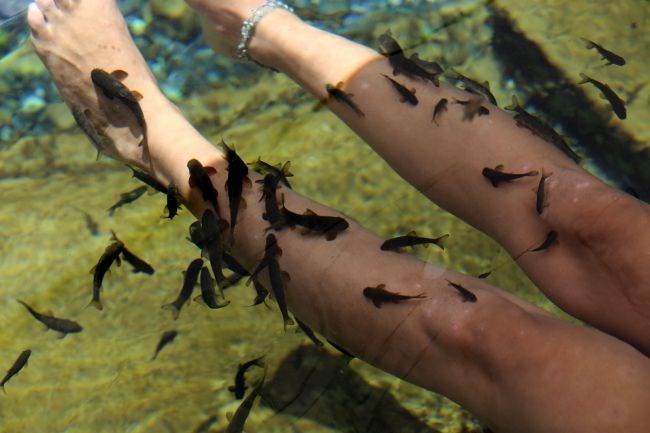 sivas gezilecek yerler, kangal kaplıcası, kangal balıklı kaplıcası, sivas doktor balıklar, doktor balıklar sedef, sedef hastalığına iyi gelen şeyler