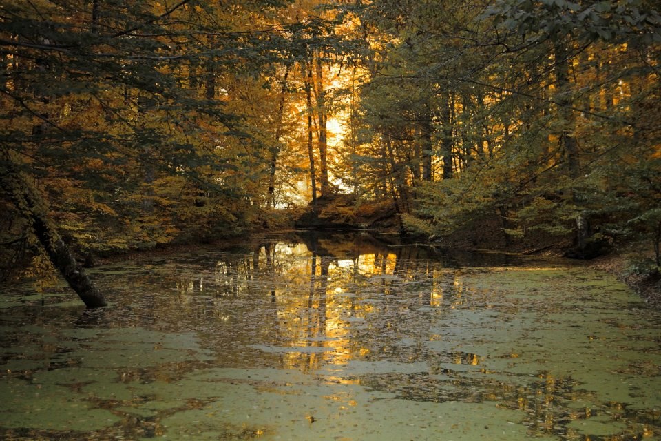 yedigöller, sonbahar rotaları, yedigöller fotoğrafları, yedigöller ulaşım, yedigöller bungalov evler, yedigöllerin isimleri, sonbaharda gidilecek yerler