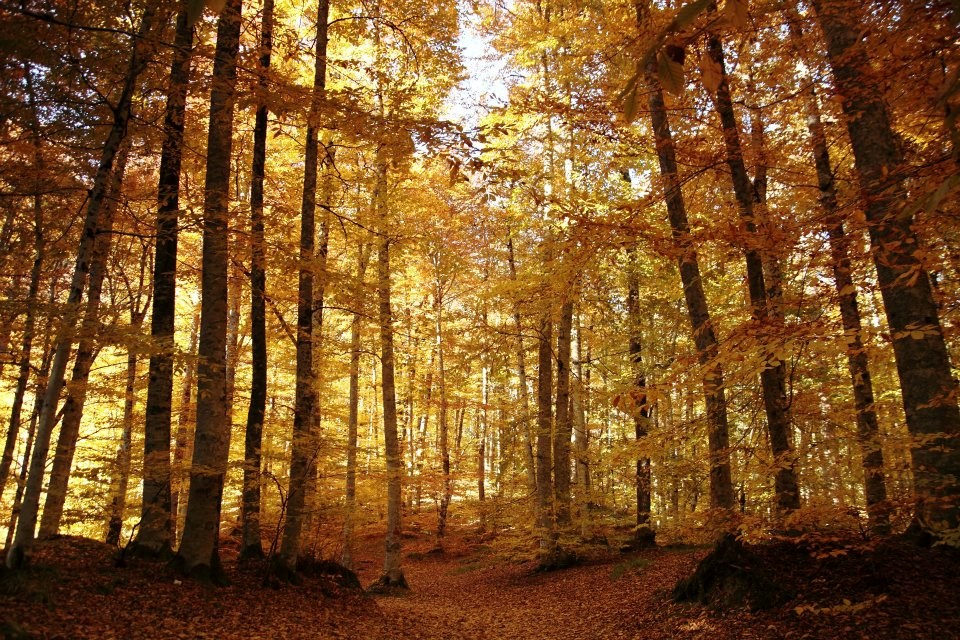 yedigöller, sonbahar rotaları, yedigöller fotoğrafları, yedigöller ulaşım, yedigöller bungalov evler, yedigöllerin isimleri, sonbaharda gidilecek yerler
