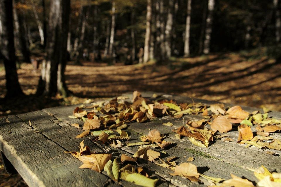 yedigöller, sonbahar rotaları, yedigöller fotoğrafları, yedigöller ulaşım, yedigöller bungalov evler, yedigöllerin isimleri, sonbaharda gidilecek yerler