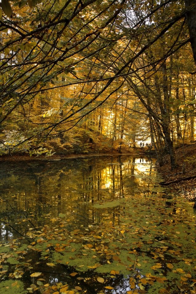 yedigöller, sonbahar rotaları, yedigöller fotoğrafları, yedigöller ulaşım, yedigöller bungalov evler, yedigöllerin isimleri, sonbaharda gidilecek yerler