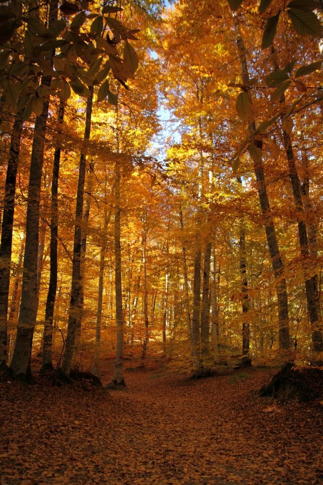 yedigöller, sonbahar rotaları, yedigöller fotoğrafları, yedigöller ulaşım, yedigöller bungalov evler, yedigöllerin isimleri, sonbaharda gidilecek yerler
