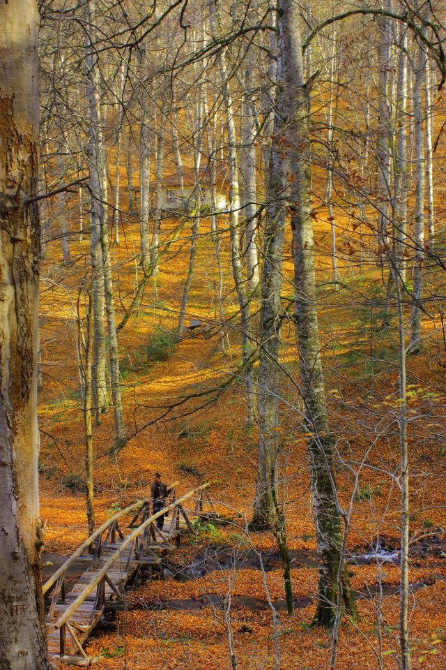yedigöller, sonbahar rotaları, yedigöller fotoğrafları, yedigöller ulaşım, yedigöller bungalov evler, yedigöllerin isimleri, sonbaharda gidilecek yerler