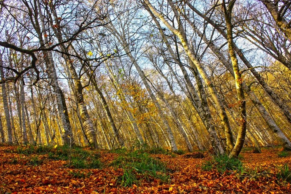 yedigöller, sonbahar rotaları, yedigöller fotoğrafları, yedigöller ulaşım, yedigöller bungalov evler, yedigöllerin isimleri, sonbaharda gidilecek yerler